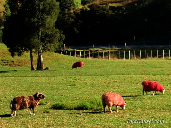 Domba rasa coklat dan stroberi di Sheep World, Pulau Utara Selandia Baru