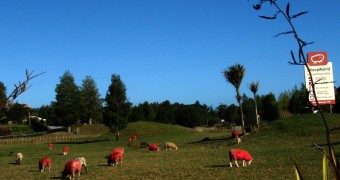 Domba Rasa Stroberi dan Coklat Domba rasa coklat dan stroberi di Sheep World, Pulau Utara Selandia Baru