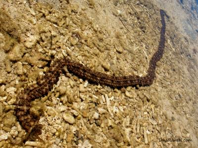 Fiji - Sea worm in shallow lagoon water Cacing laut di antara karang-karang di laguna