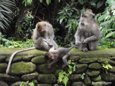 Keluarga monyet di hutan monyet Ubud, Bali