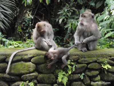 Keluarga monyet di hutan monyet Ubud, Bali Keluarga monyet di hutan monyet Ubud, Bali