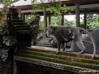 Monkey mom and the baby. Ubud, Bali