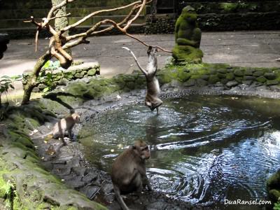 Monyet bermain di kolam. Ubud, Bali