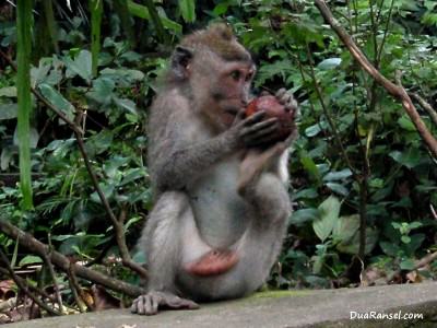 Monyet makan salak Bali. Ubud, Bali