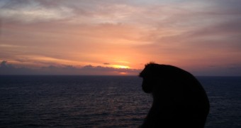 Monyet besar menikmati matahari tenggelam di Uluwatu, Bali