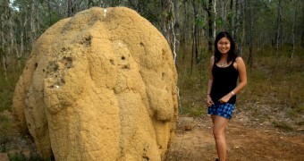 Sarang rayap raksasa di sabana Queensland, Australia