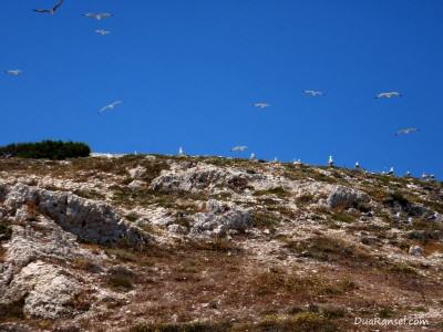 Perancis: Dikejar sekawanan besar burung camar marah di Kepulauan Frioul, lepas pantai Marseille Perancis: Dikejar sekawanan besar burung camar marah di Kepulauan Frioul, lepas pantai Marseille