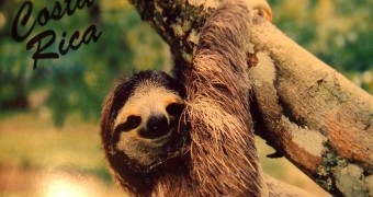 Kartu Pos dari Costa Rica: Sloth! Sloth postcard from Monteverde, Costa Rica