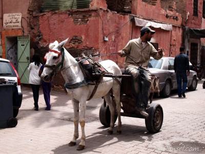 Morocco Marrakech Medina - Horse carriage Gerobak kuda - Marrakesh, Maroko