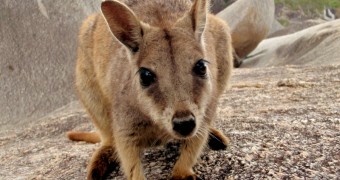 Perkenalkan, Rock Wallaby dari Granite Gorge, Australia!