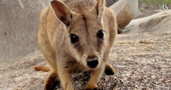 Bercengkerama dengan Walabi Liar (Saudara Kanguru) di Granite Gorge, Australia Perkenalkan, Rock Wallaby dari Granite Gorge, Australia!