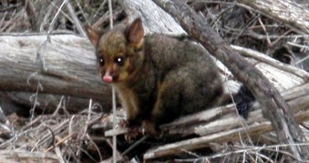 Diserang Bayi Possum di Tasmania Australia - Tasmania - Freycinet - Baby Possum Attack - 2R 620