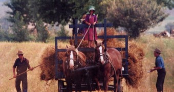 Kartu Pos DuaRansel edisi 18: Panen ala Kaum Mennonite di Ontario, Canada Harvesting on a Mennonite farm in Waterloo County (© The Postcard Factory)