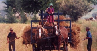 Harvesting on a Mennonite farm in Waterloo County (© The Postcard Factory)