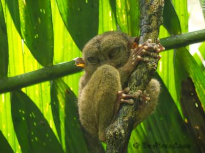 Philippines Tarsier in Corella Bohol Philippines Tarsier in Corella Bohol