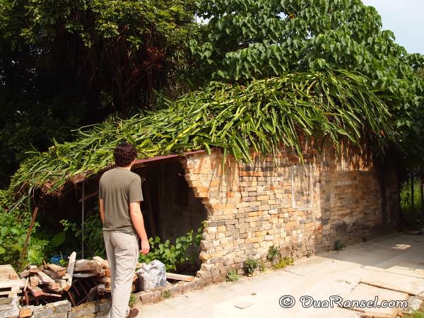 Rumah ambruk beratap kaktus di Kam Tin, Hong Kong Rumah ambruk beratap kaktus di Kam Tin, Hong Kong