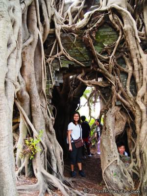 Di dalam Kam Tin Tree House Di dalam Kam Tin Tree House