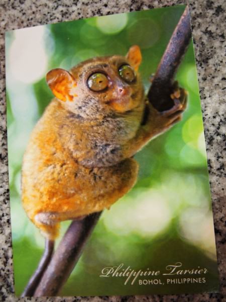 Kartu Pos DuaRansel 39 - Tarsier Filipina - Yessika