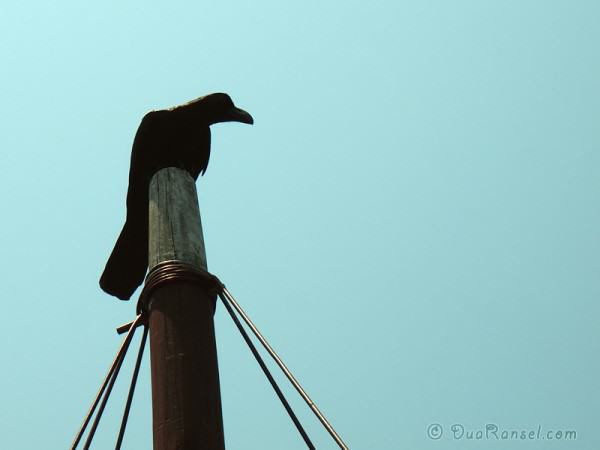 Vietnam Halong Bay 16 - Burung 2R Burung