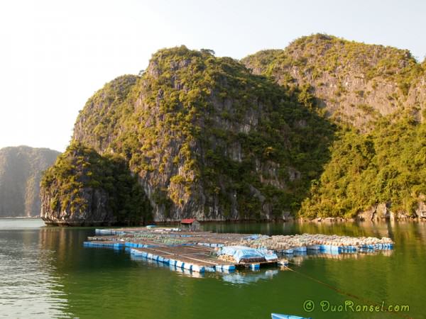 Vietnam Halong Bay 39 - Farm 2R Fishing village