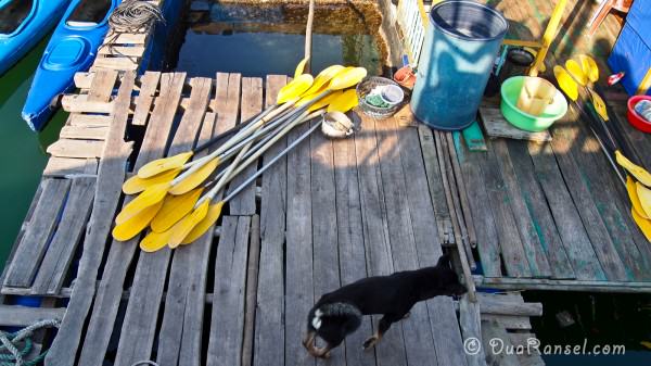 Vietnam Halong Bay 42 - Anjing di rumah apung 2R Dayung dan anjing