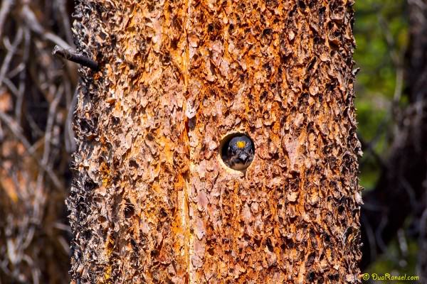 Baby woodpecker, Emerald Lake, Yoho National Park, BC, Canada 1 Baby woodpecker, Emerald Lake, Yoho National Park, BC, Canada 1