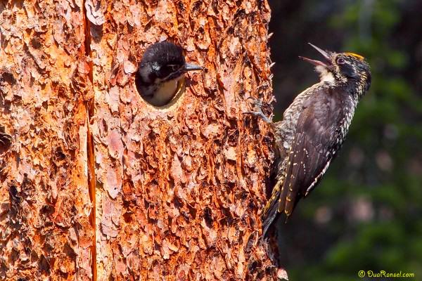 Baby woodpecker, Emerald Lake, Yoho National Park, BC, Canada 2 Baby woodpecker, Emerald Lake, Yoho National Park, BC, Canada