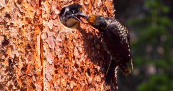 Woody Woodpecker Baby woodpecker, Emerald Lake, Yoho National Park, BC, Canada