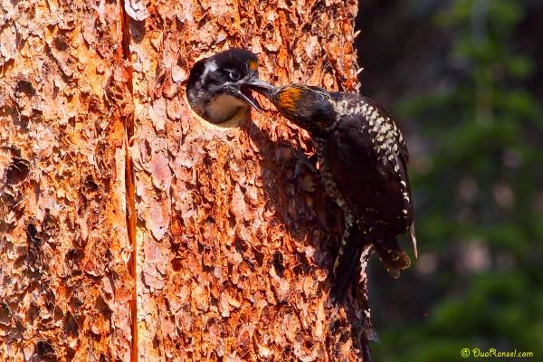 Baby woodpecker, Emerald Lake, Yoho National Park, BC, Canada 3 Baby woodpecker, Emerald Lake, Yoho National Park, BC, Canada