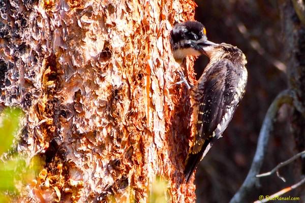 Baby woodpecker, Emerald Lake, Yoho National Park, BC, Canada 4 Baby woodpecker, Emerald Lake, Yoho National Park, BC, Canada