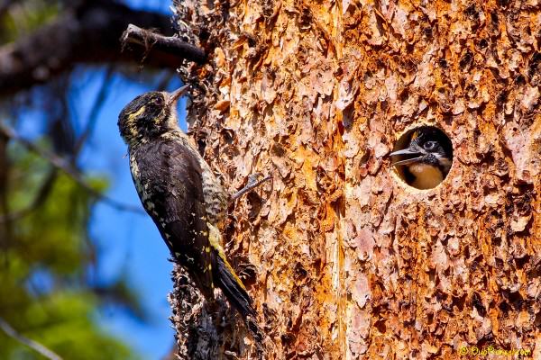 Baby woodpecker, Emerald Lake, Yoho National Park, BC, Canada 5 Baby woodpecker, Emerald Lake, Yoho National Park, BC, Canada