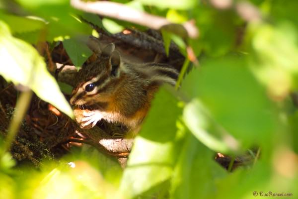 Canada BC Yoho - chipmunk - Canadian Rockies Canada BC Yoho - chipmunk - Canadian Rockies