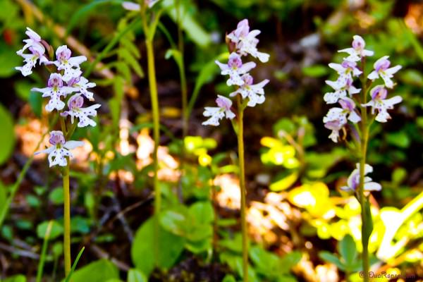 Mini orchid - Yoho National Park, BC, Canada - Canadian Rockies