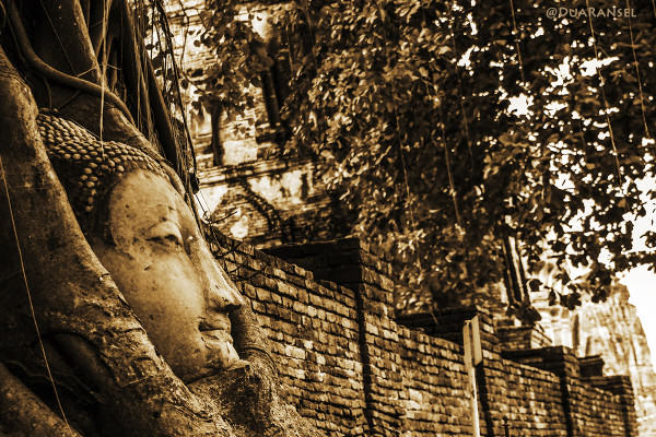 Kepala Buddha terbenam di akar pohon, Wat Mahathat, Ayutthaya