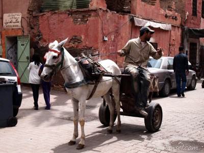 Gerobak kuda - Marrakesh, Maroko