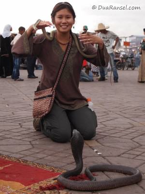 Cobra in Jemaa el-Fna, Marrakesh, Morocco