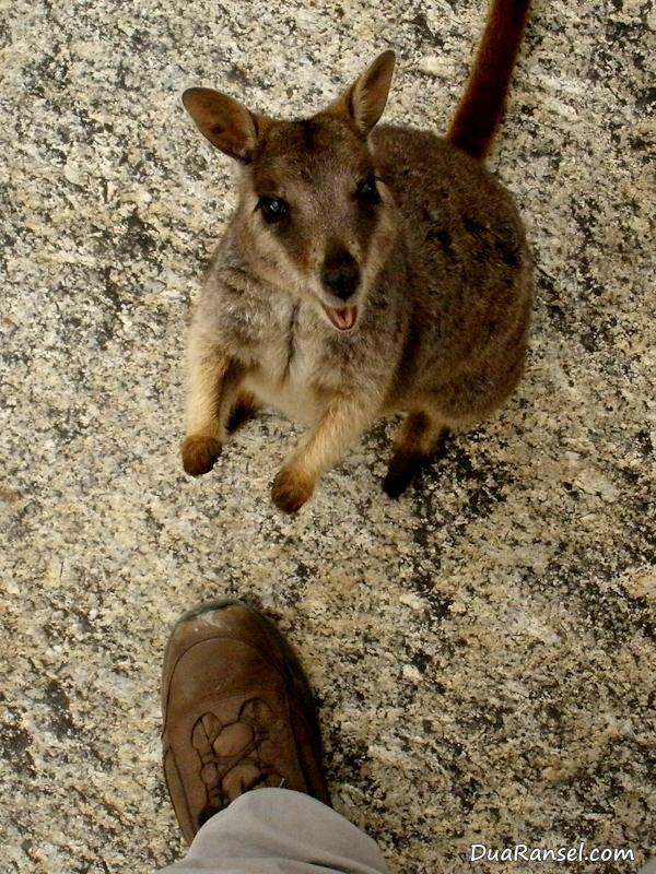 Unduh 93 Gambar Hewan Walabi Terbaru Gratis