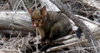 Australia - Tasmania - Freycinet - Baby Possum Attack - 2R 620