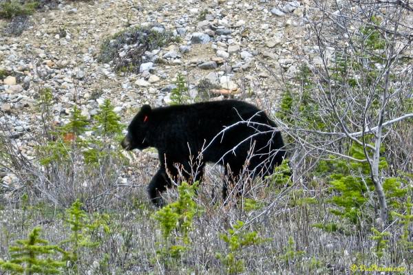Black bear di Jasper National Park, Alberta, Canada - Canadian Rockies