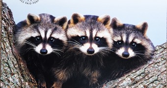 kartu pos duaransel 75 - Canada raccoons